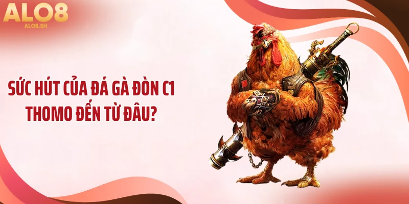 Sức hút của đá gà đòn C1 Thomo đến từ đâu?