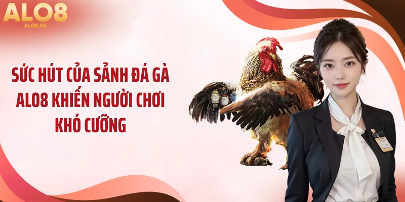 Sức hút của sảnh đá gà ALO8 khiến người chơi khó cưỡng